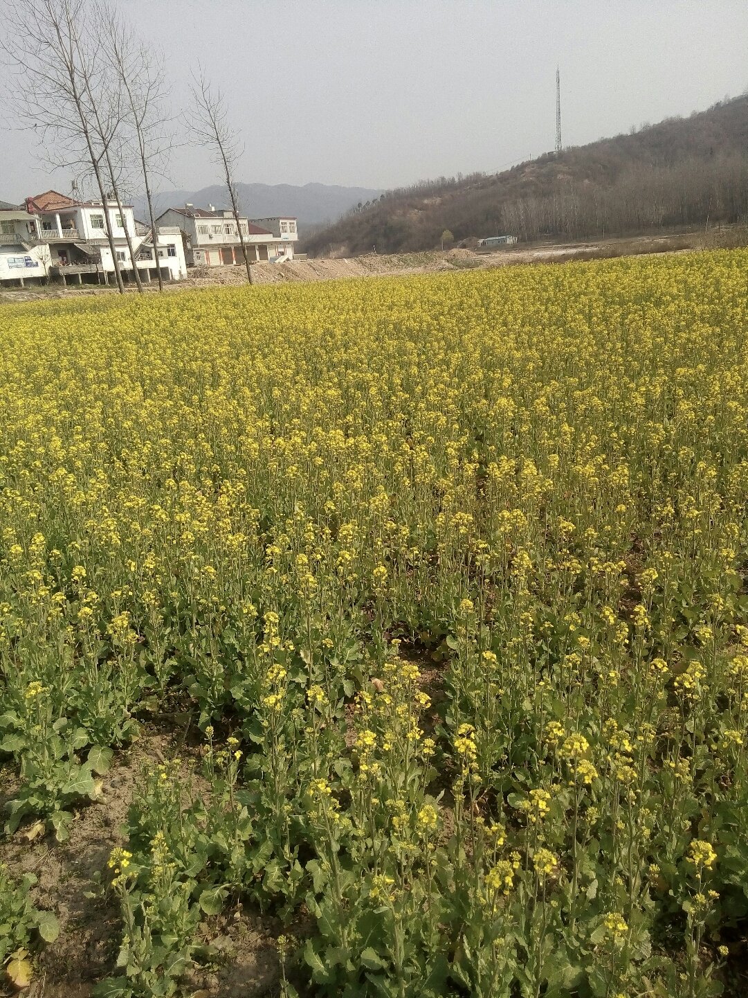 徐家河乡天气预报更新通知