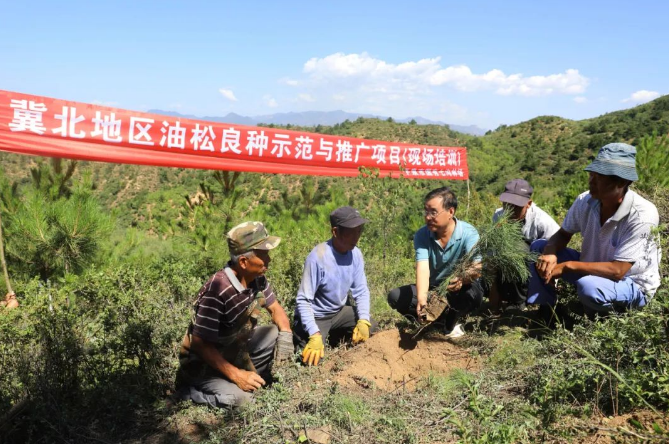 丰丽林场最新项目，引领绿色发展的先锋典范