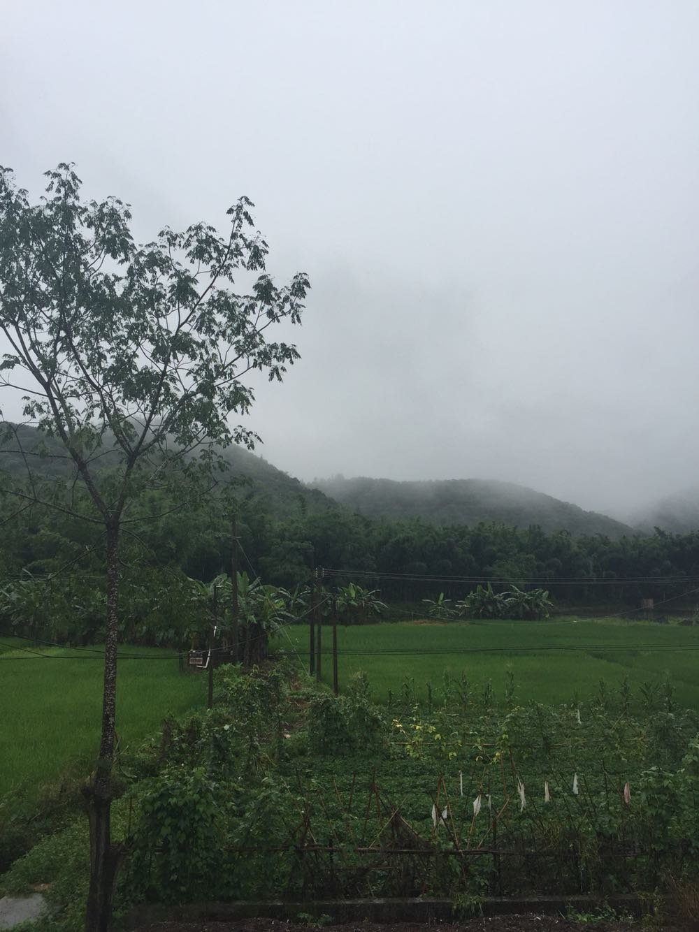 黄雷乡天气预报更新通知