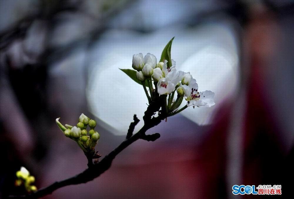 梨花街社区交通优化提升居民生活质量新闻简报